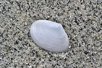 White furrow shell
