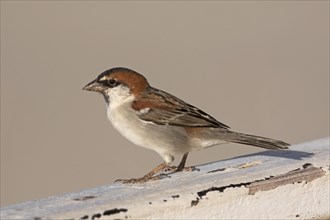 Iago sparrow