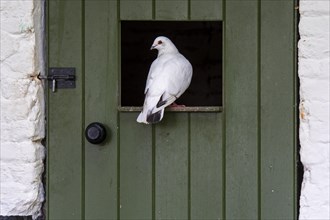 White domestic pigeon sitting in gap of green barn door at farm