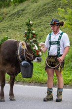 Alpine herdsman leading wreathed cattle