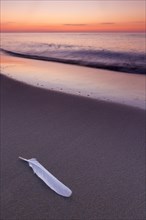 White feather of seagull