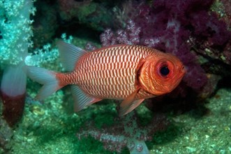 Small species of soldierfish