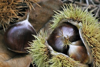 Close- up of spiny cupules containing nuts of Sweet chestnut