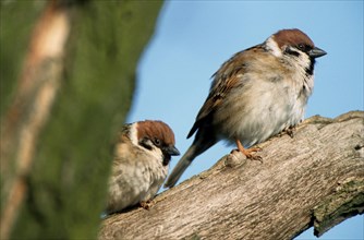 Two Eurasian Tree sparrows