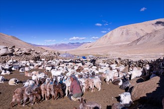Changpa nomad milking goats