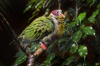 Yellow-breasted fruit dove