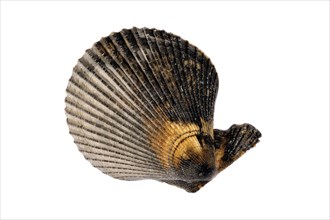 Variegated scallop