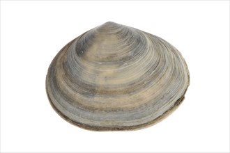 Peppery furrow shell