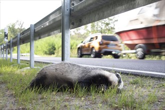 Dead badger at the roadside