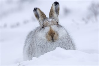 Close up of mountain hare