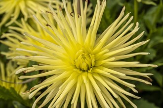 Cactus dahlia Gryson's Yellow Spider Dahlia