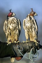 Two Peregrine falcons