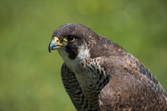Close up of Peregrine falcon