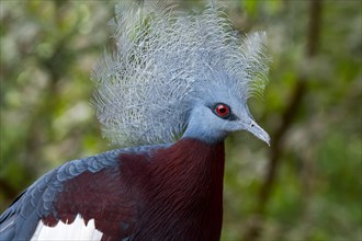 Sclater's crowned pigeon