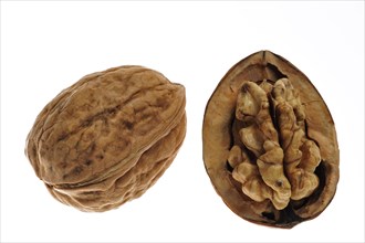 Opened common walnut