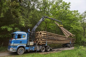 Forester loading felled tree trunks on logging truck with hydraulic crane