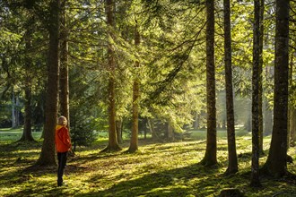 A woman stands relaxed in a park landscape or forest landscape and enjoys nature while forest bathing. The autumnal morning sun shines through the trees. Light backlight. Isny im Allgaeu