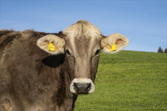 Portrait of a brown cow without horns in the Allgaeu. The numbers on the ear tags have been partially obscured