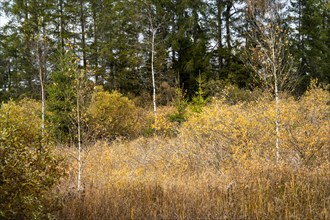 Autumn landscape in the Bodenmoeser nature and landscape conservation area
