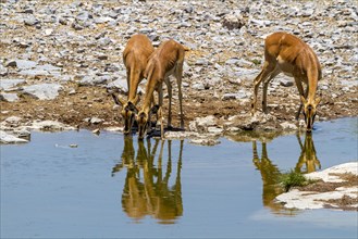 Black-nosed impala