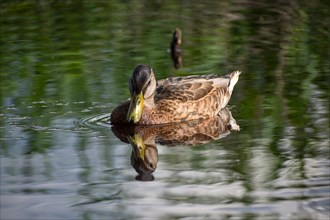 A female mallard looking at her own reflection