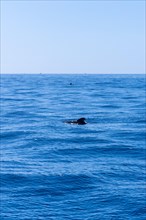 A pod of Calderon Tropical whales the smallest whale in the world off the Costa de Adeje in the south of Tenerife Canary Islands