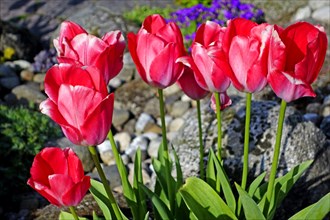 Red tulips