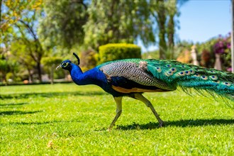 Peacock walking in the Parque de las Naciones in the town of Torrevieja