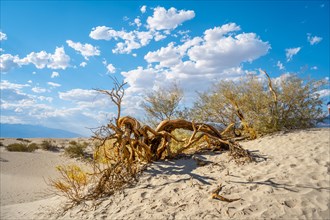 A dead tree in the beautiful desert in the background in Death Valley