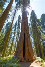 A giant Sequoia with the sun in the background in Sequoia National Park