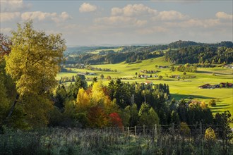 Landscape around Maierhoefen in the Allgaeu in autumn with meadows