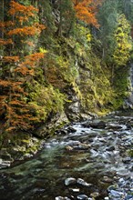 The Breitachklamm gorge with the Breitach river in autumn. A rock face and trees in autumn leaves. Rocks in the river. Long exposure. Oberstdorf