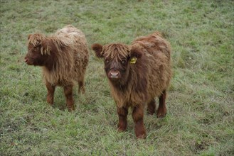 Scottish highland cattle