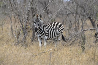 Plains zebra