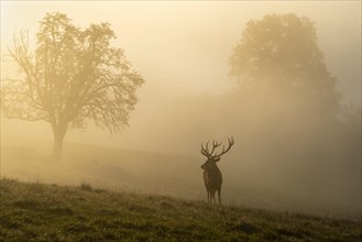 A red deer in autumn in fog. The stag has large antlers and is standing in a meadow with trees. The morning sun shines through the fog. Allgaeu