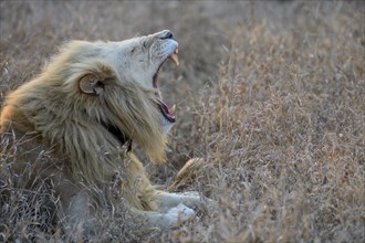 Yawning white lion