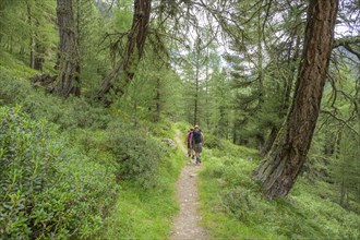 The Herrenweg leads through an old larch forest