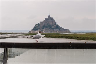 A seagull at Point de Vue and the Mont Saint-Michel Abbey in the background