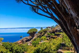 Las tricias trail and its beautiful dragon trees in the town of Garafia in the north of the island of La Palma