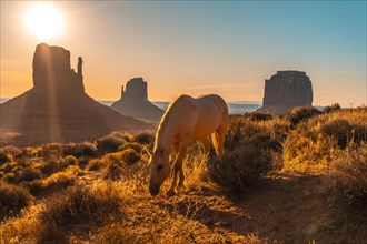 A beautiful white horse eating in the dawn of Monument Valley