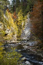 The Breitachklamm gorge with the Breitach river in autumn. A rock face and trees in autumn leaves. The circular path runs along the left rock face. Oberstdorf