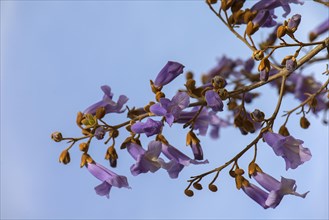 Flowers of the empress tree