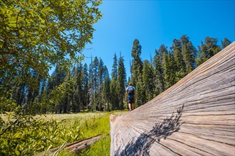 A young man walking through a fallen tree in a green field with many sequoias in the background in Sequoia National Park