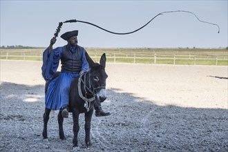 Cracking the whip with the Hungarian shepherd's whip on a donkey