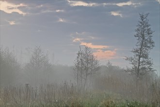 Young alder forest in the fog on the Peene at sunrise