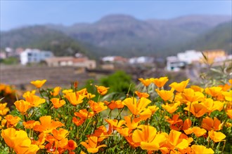 Beautiful orange flowers in the village of Vilaflor in the Teide Natural Park of Tenerife