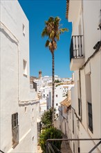 A palm tree between the white houses Vejer de la Frontera