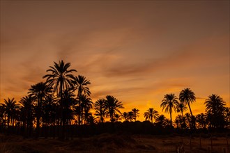 Silhouette of palm trees in an orange sunset on a beach in the town of Torrevieja. White coast of the Mediterranean Sea of Alicante. Spain