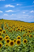A beautiful field of sunflowers in a field of Castilla y Leon. Vertical photo