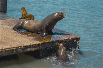 A freshly dried seal at Pier 39